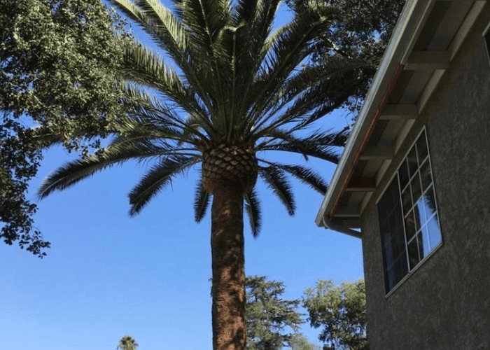 palm tree cutting service