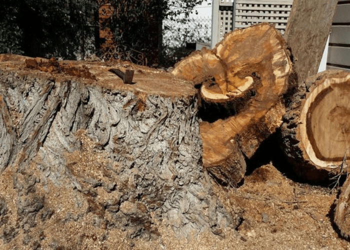 a big tree mud cutting