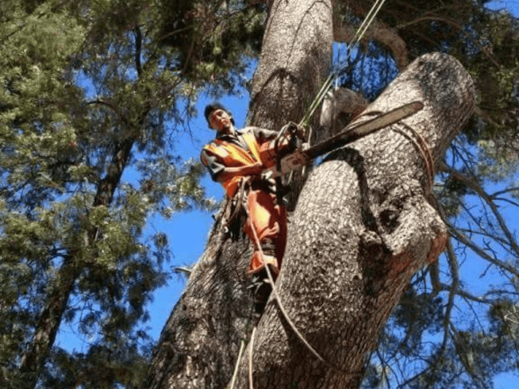 Tree Removal Trimming Service