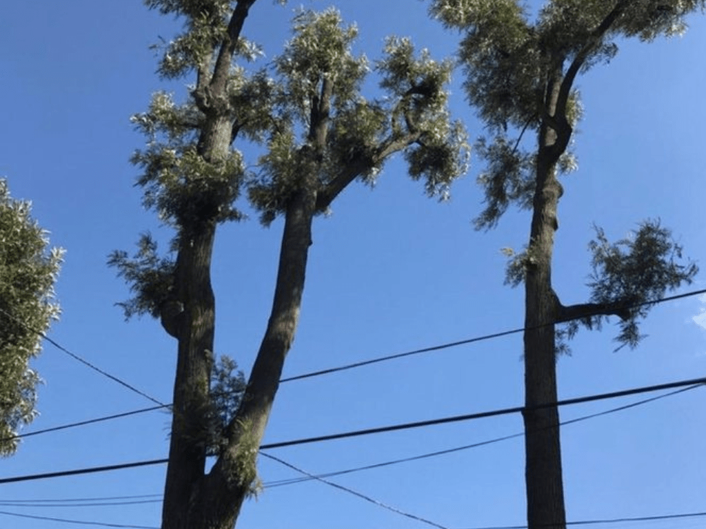 Crown Thinning And Reduction Tree Service