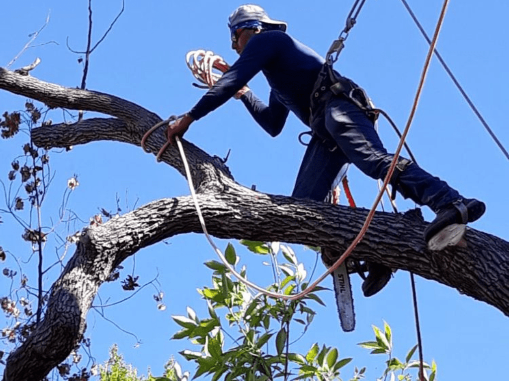 Lacing And Topping Tree Service